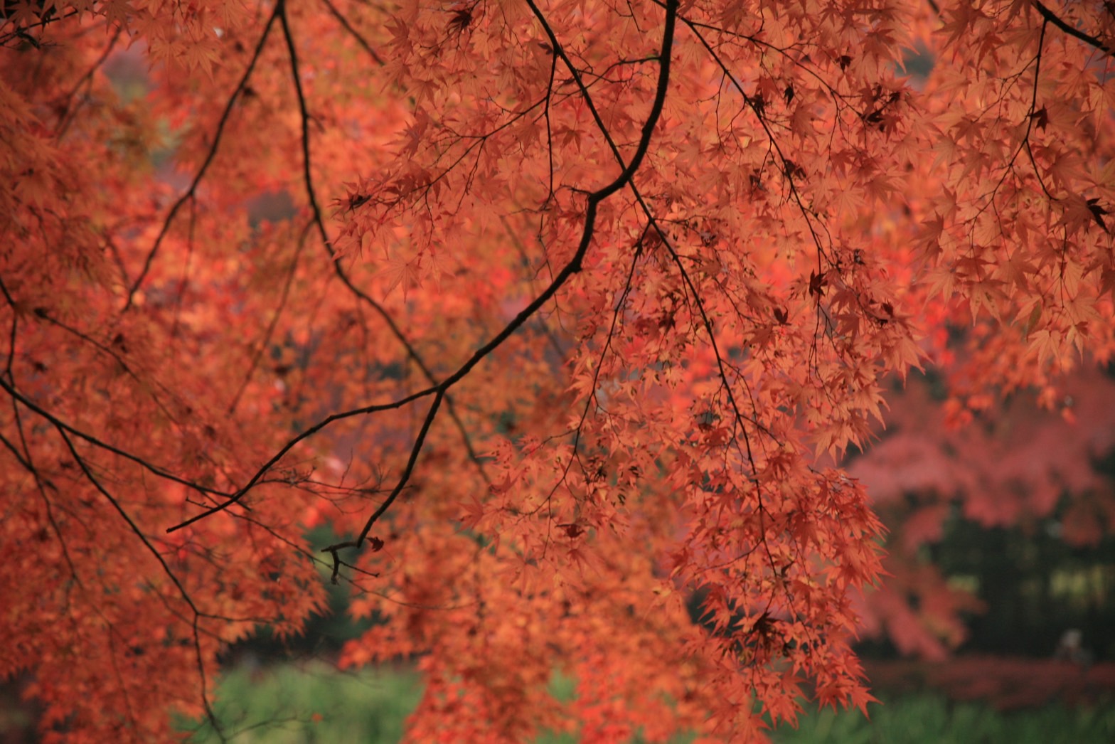 紅葉